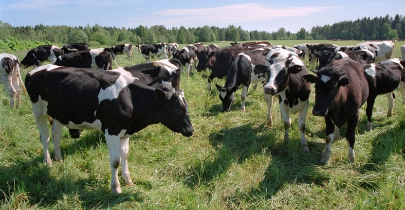 О производстве скота и птицы на убой в сельскохозяйственных организациях Смоленской области