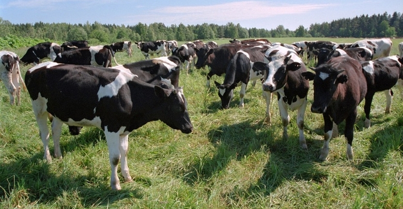 О производстве молока в сельскохозяйственных организациях Смоленской области